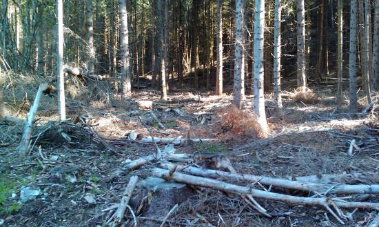 abattage de la foret
